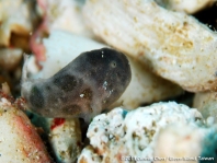 Histiophryne cryptacanthus (Cryptic Frogfish, Rodless frogfish - Verborgener Anglerfisch)