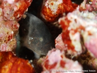 Histiophryne cryptacanthus (Cryptic Frogfish, Rodless frogfish - Verborgener Anglerfisch)