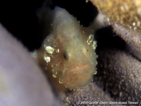 Cryptic Frogfish / Rodless frogfish - <em>Histiophryne cryptacanthus</em> - "Verborgener" Anglerfisch 