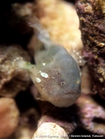 Cryptic Frogfish / Rodless frogfish - <em>Histiophryne cryptacanthus</em> - "Verborgener" Anglerfisch 