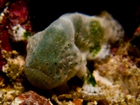 Histiophryne cryptacanthus (Cryptic Frogfish, Rodless frogfish - Verborgener Anglerfisch)