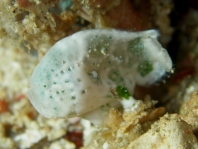 Cryptic Frogfish / Rodless frogfish - <em>Histiophryne cryptacanthus</em> - "Verborgener" Anglerfisch 