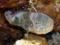 Histiophryne cryptacanthus (Cryptic Frogfish, Rodless frogfish - Verborgener Anglerfisch)