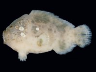 Cryptic Frogfish / Rodless frogfish - <em>Histiophryne cryptacanthus</em> - "Verborgener" Anglerfisch 