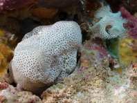 Cryptic Frogfish / Rodless frogfish - <em>Histiophryne cryptacanthus</em> - "Verborgener" Anglerfisch 