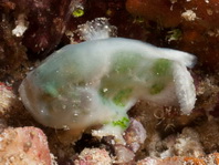 Cryptic Frogfish / Rodless frogfish - <em>Histiophryne cryptacanthus</em> - "Verborgener" Anglerfisch 