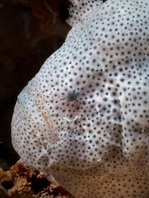 Cryptic Frogfish / Rodless frogfish - <em>Histiophryne cryptacanthus</em> - "Verborgener" Anglerfisch 