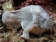 Cryptic Frogfish / Rodless frogfish - <em>Histiophryne cryptacanthus</em> - "Verborgener" Anglerfisch 