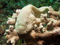 Cryptic Frogfish / Rodless frogfish - <em>Histiophryne cryptacanthus</em> - "Verborgener" Anglerfisch 