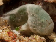 Cryptic Frogfish / Rodless frogfish - <em>Histiophryne cryptacanthus</em> - "Verborgener" Anglerfisch 