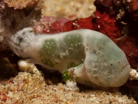 Cryptic Frogfish / Rodless frogfish - <em>Histiophryne cryptacanthus</em> - "Verborgener" Anglerfisch 