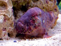 Cryptic Frogfish / Rodless frogfish - <em>Histiophryne cryptacanthus</em> - "Verborgener" Anglerfisch 