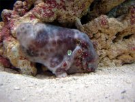 Histiophryne cryptacanthus (Cryptic Frogfish, Rodless frogfish - Verborgener Anglerfisch)