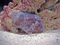 Cryptic Frogfish / Rodless frogfish - <em>Histiophryne cryptacanthus</em> - "Verborgener" Anglerfisch 