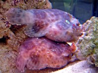 Cryptic Frogfish / Rodless frogfish - <em>Histiophryne cryptacanthus</em> - "Verborgener" Anglerfisch 