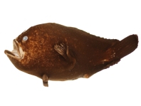 Histiophryne maggiewalker (Maggiewalker Frogfish - Maggiewalker Anglerfisch)