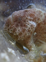 Histiophryne pogonius (Bearded frogfish - Bärtiger Anglerfisch)