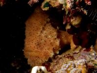 Ambon frogfish - Histiophryne sp (?) - Ambon Anglerfisch