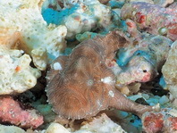 Ambon frogfish - Histiophryne sp (?) - Ambon Anglerfisch