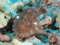 Ambon frogfish - Histiophryne sp (?) - Ambon Anglerfisch