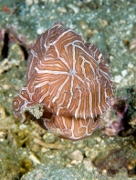 Histiophryne psychedelica - Ambon Frogfish, Moluccan Frogfish, Psychedelic Frogfish / Ambon Anglerfisch, Molukken Anglerfisch, Psychedelischer Anglerfisch