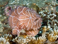 Histiophryne psychedelica - Ambon Frogfish, Moluccan Frogfish, Psychedelic Frogfish / Ambon Anglerfisch, Molukken Anglerfisch, Psychedelischer Anglerfisch