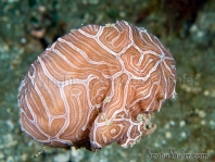 Histiophryne psychedelica - Ambon Frogfish, Moluccan Frogfish, Psychedelic Frogfish / Ambon Anglerfisch, Molukken Anglerfisch, Psychedelischer Anglerfisch