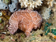 Histiophryne psychedelica - Ambon Frogfish, Moluccan Frogfish, Psychedelic Frogfish / Ambon Anglerfisch, Molukken Anglerfisch, Psychedelischer Anglerfisch