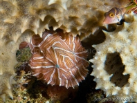 Histiophryne psychedelica - Ambon Frogfish, Moluccan Frogfish, Psychedelic Frogfish / Ambon Anglerfisch, Molukken Anglerfisch, Psychedelischer Anglerfisch