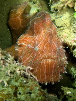 Ambon frogfish - Histiophryne sp (?) - Ambon Anglerfisch