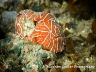 Histiophryne psychedelica - Ambon Frogfish, Moluccan Frogfish, Psychedelic Frogfish / Ambon Anglerfisch, Molukken Anglerfisch, Psychedelischer Anglerfisch