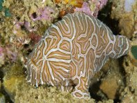 Ambon frogfish - Histiophryne sp (?) - Ambon Anglerfisch