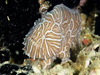 Histiophryne psychedelica - Ambon Frogfish, Moluccan Frogfish, Psychedelic Frogfish / Ambon Anglerfisch, Molukken Anglerfisch, Psychedelischer Anglerfisch