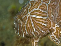 Histiophryne psychedelica - Ambon Frogfish, Moluccan Frogfish, Psychedelic Frogfish / Ambon Anglerfisch, Molukken Anglerfisch, Psychedelischer Anglerfisch