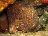 Histiophryne psychedelica - Ambon Frogfish, Moluccan Frogfish, Psychedelic Frogfish / Ambon Anglerfisch, Molukken Anglerfisch, Psychedelischer Anglerfisch