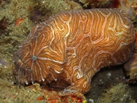 Histiophryne psychedelica - Ambon Frogfish, Moluccan Frogfish, Psychedelic Frogfish / Ambon Anglerfisch, Molukken Anglerfisch, Psychedelischer Anglerfisch