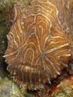 Histiophryne psychedelica - Ambon Frogfish, Moluccan Frogfish, Psychedelic Frogfish / Ambon Anglerfisch, Molukken Anglerfisch, Psychedelischer Anglerfisch