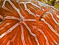 Histiophryne psychedelica - Ambon Frogfish, Moluccan Frogfish, Psychedelic Frogfish / Ambon Anglerfisch, Molukken Anglerfisch, Psychedelischer Anglerfisch