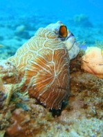 Histiophryne psychedelica - Ambon Frogfish, Moluccan Frogfish, Psychedelic Frogfish / Ambon Anglerfisch, Molukken Anglerfisch, Psychedelischer Anglerfisch