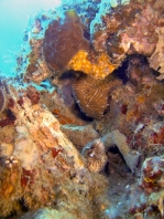 Histiophryne psychedelica - Ambon Frogfish, Moluccan Frogfish, Psychedelic Frogfish / Ambon Anglerfisch, Molukken Anglerfisch, Psychedelischer Anglerfisch