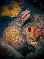 Histiophryne psychedelica - Ambon Frogfish, Moluccan Frogfish, Psychedelic Frogfish / Ambon Anglerfisch, Molukken Anglerfisch, Psychedelischer Anglerfisch