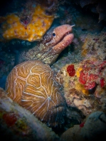 Histiophryne psychedelica - Ambon Frogfish, Moluccan Frogfish, Psychedelic Frogfish / Ambon Anglerfisch, Molukken Anglerfisch, Psychedelischer Anglerfisch