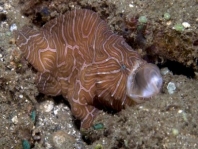 Histiophryne psychedelica - Ambon Frogfish, Moluccan Frogfish, Psychedelic Frogfish / Ambon Anglerfisch, Molukken Anglerfisch, Psychedelischer Anglerfisch