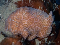 Histiophryne psychedelica - Ambon Frogfish, Moluccan Frogfish, Psychedelic Frogfish / Ambon Anglerfisch, Molukken Anglerfisch, Psychedelischer Anglerfisch