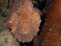 Histiophryne psychedelica - Ambon Frogfish, Moluccan Frogfish, Psychedelic Frogfish / Ambon Anglerfisch, Molukken Anglerfisch, Psychedelischer Anglerfisch