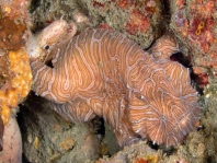 Histiophryne psychedelica - Ambon Frogfish, Moluccan Frogfish, Psychedelic Frogfish / Ambon Anglerfisch, Molukken Anglerfisch, Psychedelischer Anglerfisch