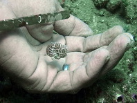 Histiophryne psychedelica - Ambon Frogfish, Moluccan Frogfish, Psychedelic Frogfish / Ambon Anglerfisch, Molukken Anglerfisch, Psychedelischer Anglerfisch