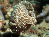 Histiophryne psychedelica - Ambon Frogfish, Moluccan Frogfish, Psychedelic Frogfish / Ambon Anglerfisch, Molukken Anglerfisch, Psychedelischer Anglerfisch