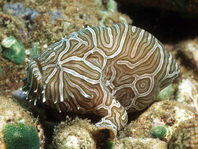 Histiophryne psychedelica - Ambon Frogfish, Moluccan Frogfish, Psychedelic Frogfish / Ambon Anglerfisch, Molukken Anglerfisch, Psychedelischer Anglerfisch