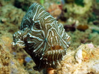 Histiophryne psychedelica - Ambon Frogfish, Moluccan Frogfish, Psychedelic Frogfish / Ambon Anglerfisch, Molukken Anglerfisch, Psychedelischer Anglerfisch